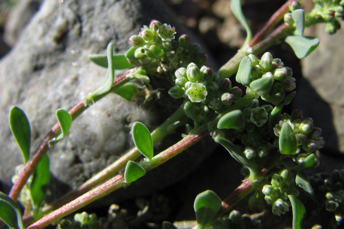 Представитель Семейства Caryophyllaceae
